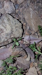 Metaphalangium