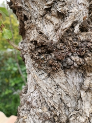 Paranthrene tabaniformis synagriformis