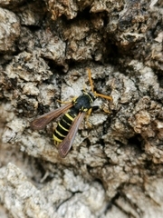 Paranthrene tabaniformis synagriformis