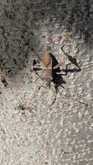 Leptoglossus zonatus