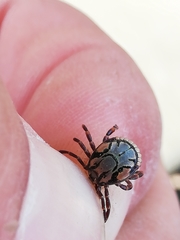 Amblyomma hebraeum