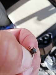 Amblyomma hebraeum
