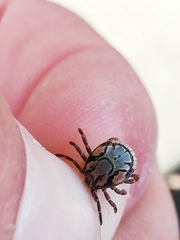 Amblyomma hebraeum