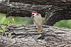 Campethera bennettii