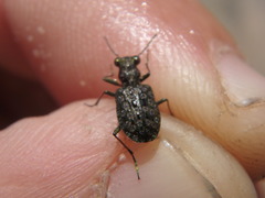 Elaphrus americanus
