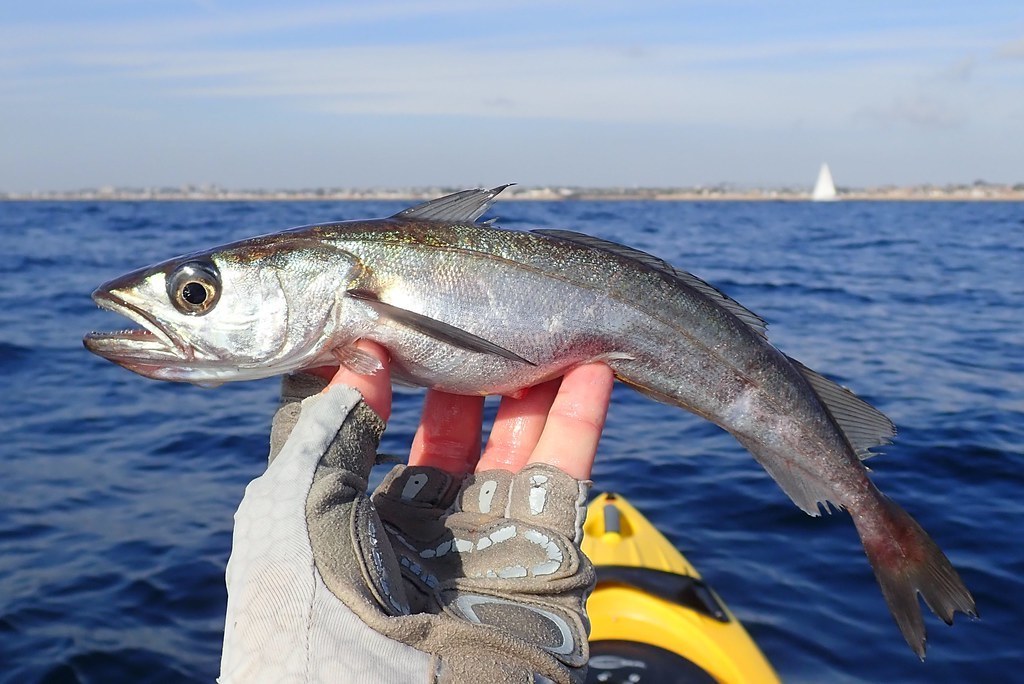 Pacific Hake