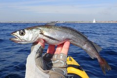 Pacific Hake photo 1
