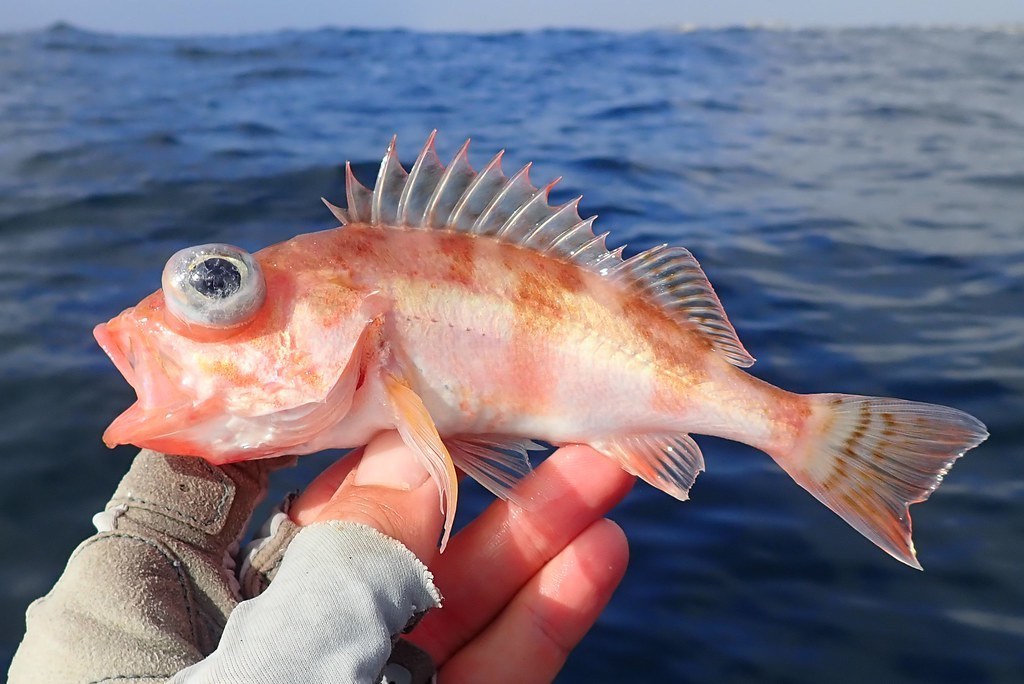 Stripetail Rockfish