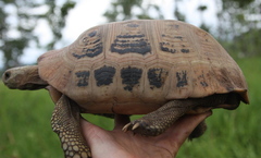 Indotestudo elongata