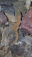 Saurodactylus harrisii