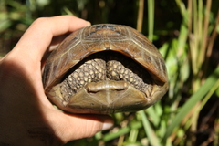 Indotestudo elongata
