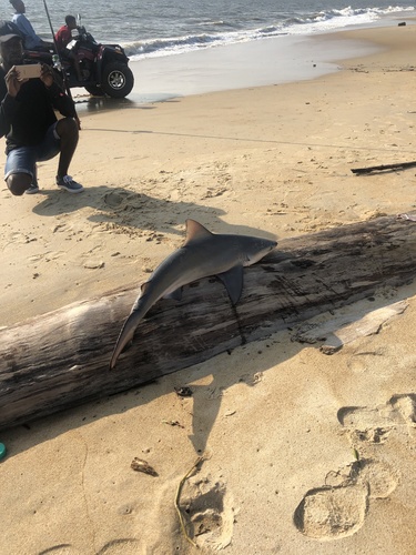 Bull Shark
