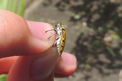 Euplectalecia