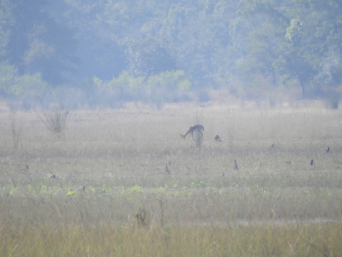 Deccan Chinkara