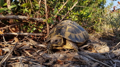 Testudo hermanni