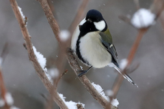 Parus minor