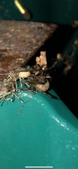 Latrodectus geometricus