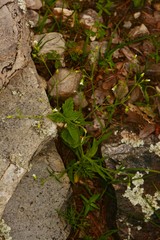 Cerastium nutans
