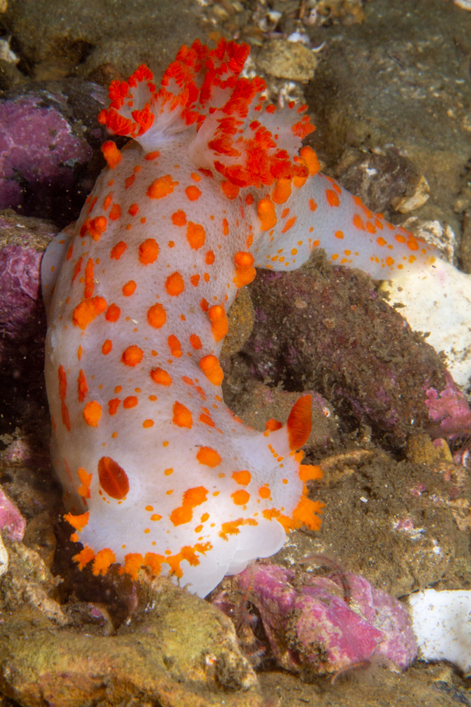 Stroud Fish Clown Dorid from Los Angeles County, CA, USA on July 06, 2011 at 11:12 ...