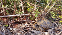Testudo hermanni
