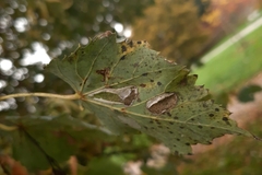 Phyllonorycter