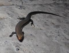 Chalcides coeruleopunctatus