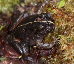 Eupsophus emiliopugini