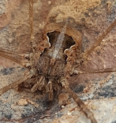 Metaphalangium