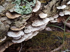 Steccherinum bourdotii