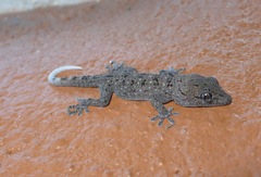 Tarentola gomerensis
