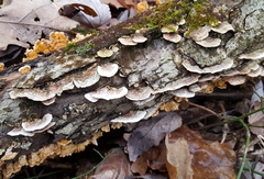 Steccherinum bourdotii