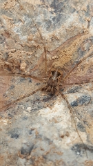 Metaphalangium