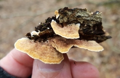 Steccherinum bourdotii