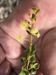 Acacia uncinata