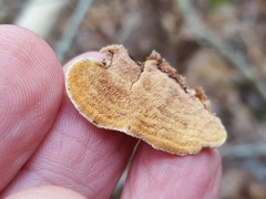 Steccherinum bourdotii