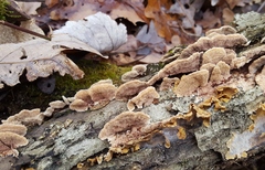 Steccherinum bourdotii