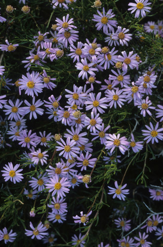 Image of Felicia fruticosa by (c) Tom Lloyd Evans, some rights reserved (CC BY-SA)