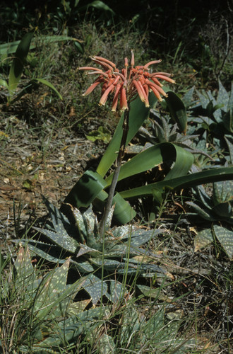 Aloe maculata