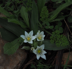 Ornithogalum lanceolatum