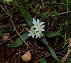 Ornithogalum lanceolatum
