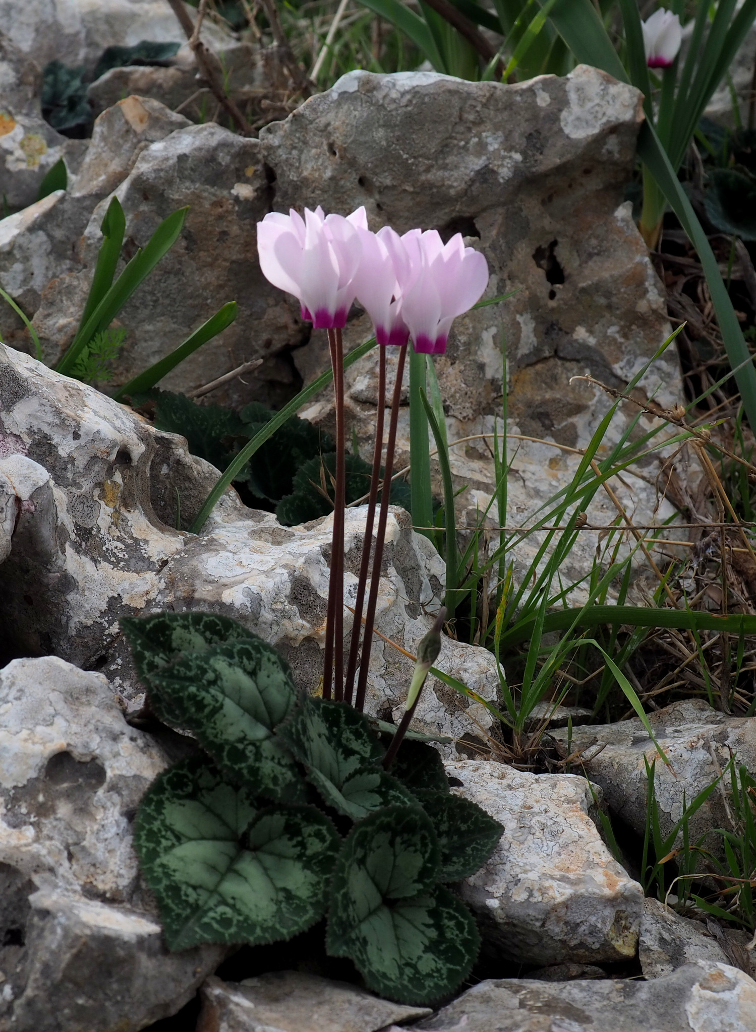 Violeta de Persia (Cyclamen persicum) · iNaturalist Ecuador
