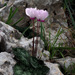 Persian Cyclamen - Photo (c) Ron Frumkin, some rights reserved (CC BY-NC), uploaded by Ron Frumkin