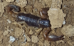 Scorpiones