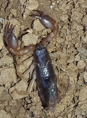 Scorpiones