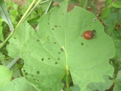 Botanochara macularia
