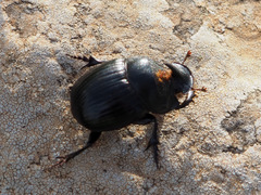Copris hispanus cavolinii
