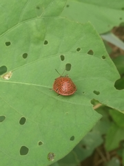 Botanochara macularia