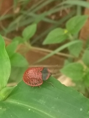 Botanochara macularia