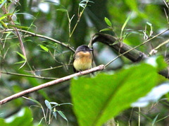 Aphanotriccus capitalis