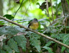 Aphanotriccus capitalis